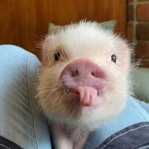 Meet your Posher, Eva